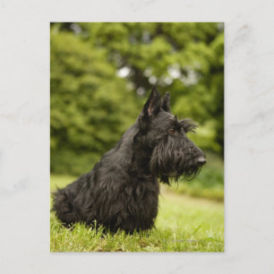Scottish Terrier Postkarte