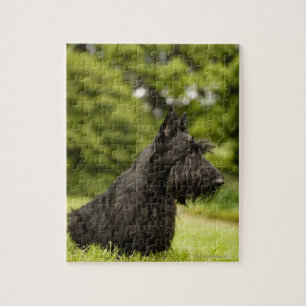 Scottish Terrier Puzzle