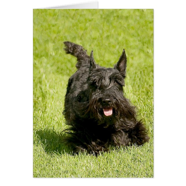 Scottish Terrier Running Free (Vorne)