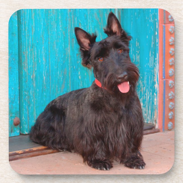 Scottish Terrier sitzt vor einer farbenfrohen Tür Getränkeuntersetzer (Vorderseite)
