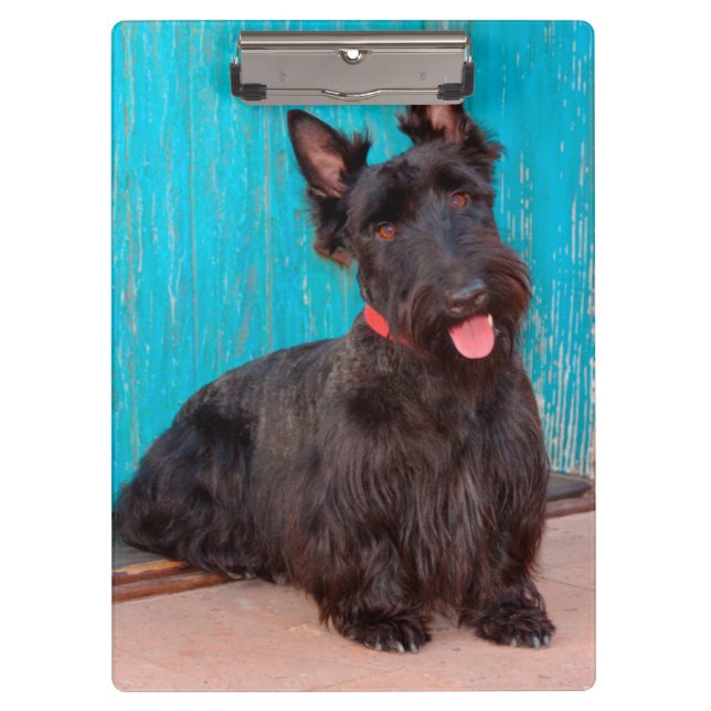 Scottish Terrier sitzt vor einer farbenfrohen Tür Klemmbrett (Vorderseite)