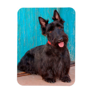 Scottish Terrier sitzt vor einer farbenfrohen Tür Magnet