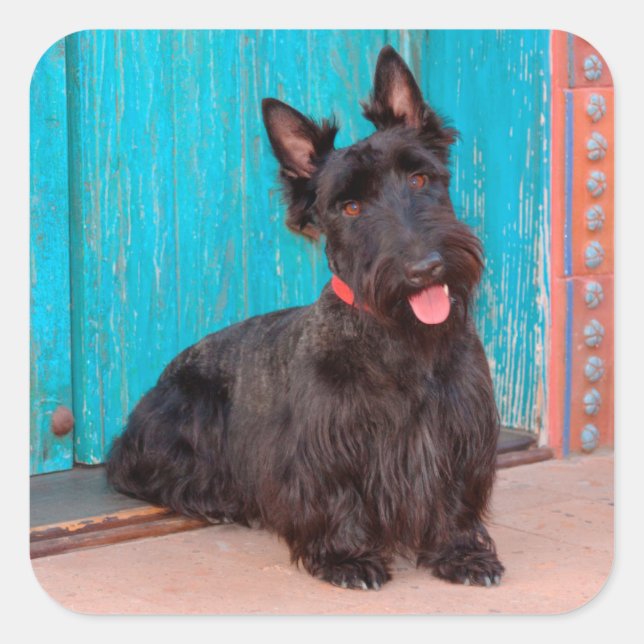 Scottish Terrier sitzt vor einer farbenfrohen Tür Quadratischer Aufkleber (Vorderseite)