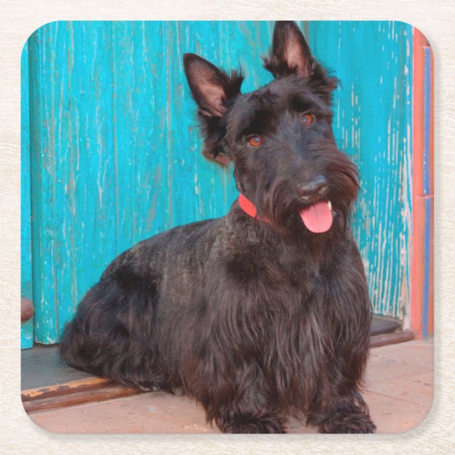 Scottish Terrier sitzt vor einer farbenfrohen Tür Rechteckiger Pappuntersetzer (Vorderseite)