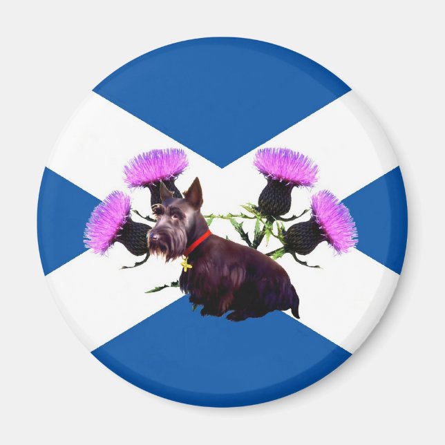 Scottish Terrier, Thistle Magnet (Vorne)