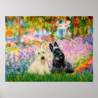 Scottish Terrier (two BW) - Garden
