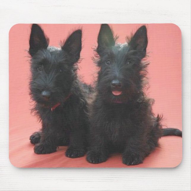 Scottish-Terrier-Welpen mousepad (Vorne)