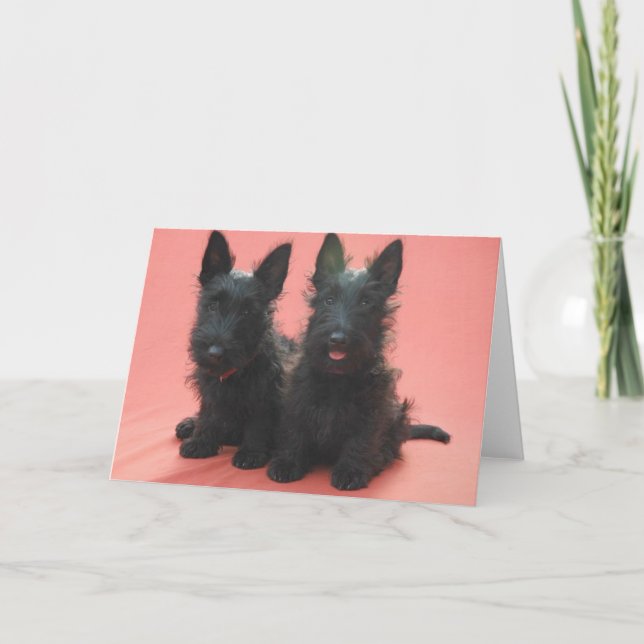Scottish-Terrier-Welpengrußkarten Karte (Vorderseite)