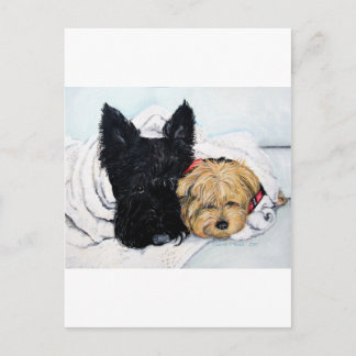 Scottish Terrier & Yorkie Best Friends Postkarte