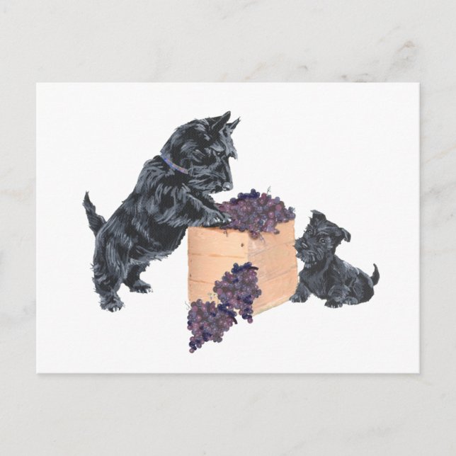 Scottish Terriers Grape Harvest Postkarte (Vorderseite)