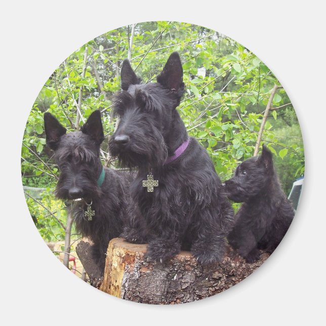 Scottish Terriers Magnet (Vorne)