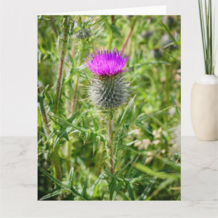 Scottish Thistle Dankeskarte