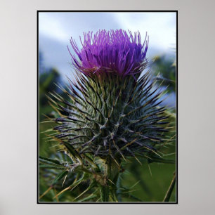 Scottish Thistle Fine Art Photography Poster