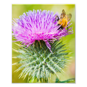 Scottish Thistle Fotodruck