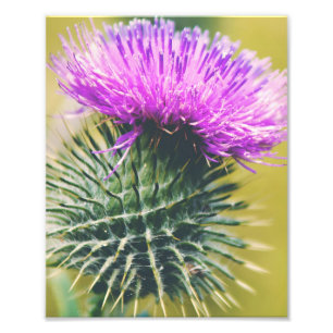 Scottish Thistle Fotodruck