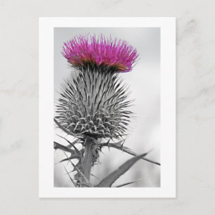 Scottish Thistle Postcard Postkarte