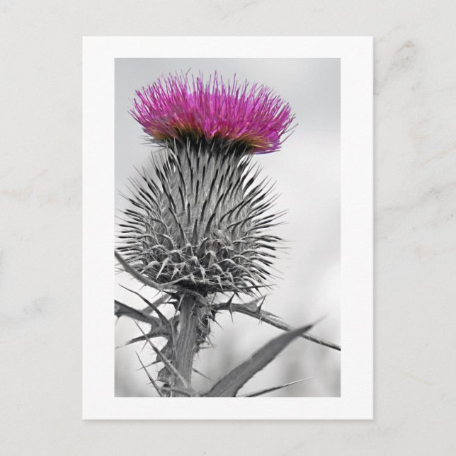 Scottish Thistle Postcard Postkarte (Vorderseite)