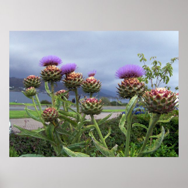 Scottish Thistle Poster (Vorne)