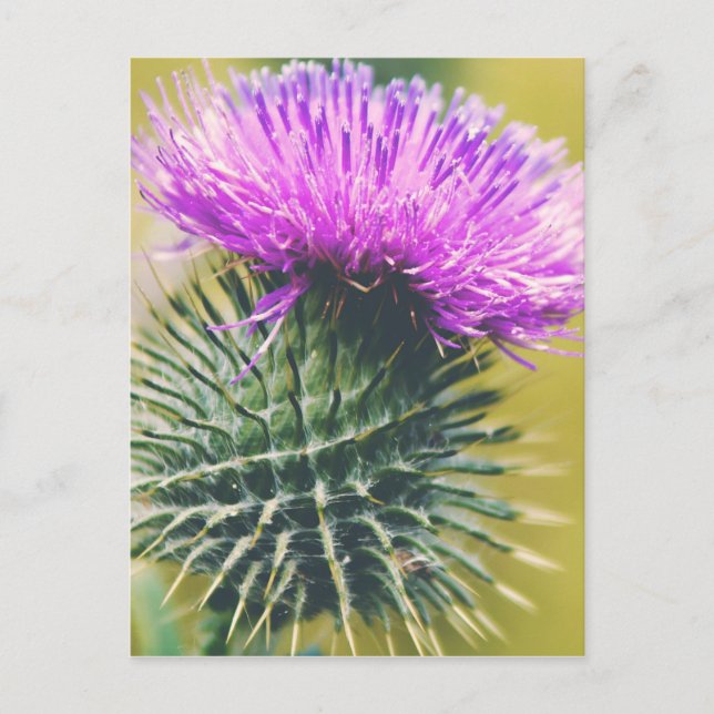 Scottish Thistle Postkarte (Vorderseite)