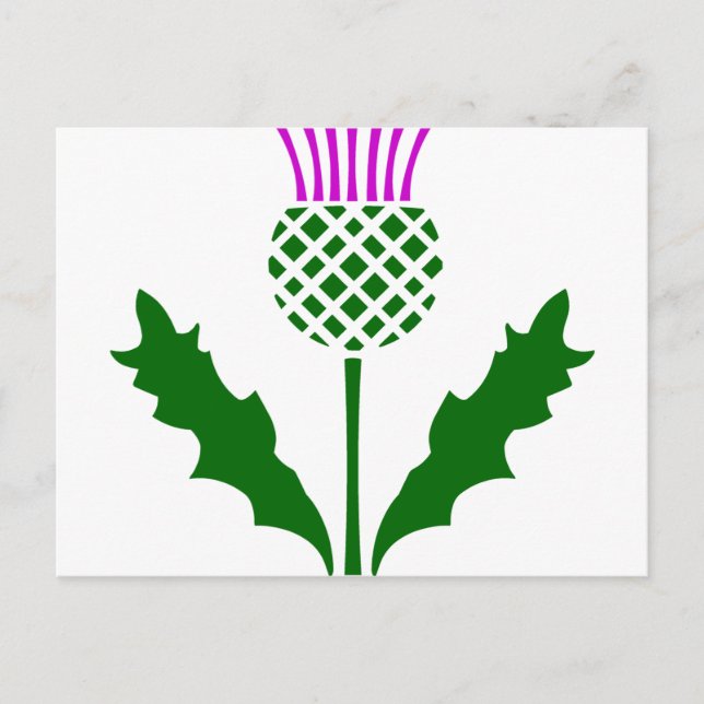 Scottish Thistle Postkarte (Vorderseite)