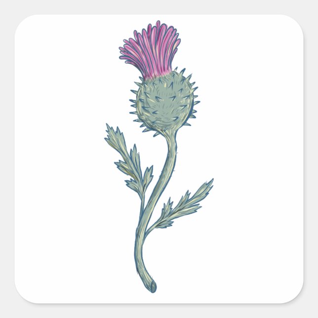 Scottish Thistle Zeichnend Quadratischer Aufkleber (Vorderseite)