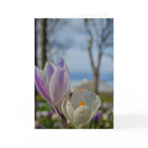 Scottish Tulips [Grußkarte]