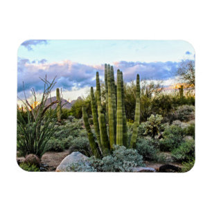 Scottsdale succuled Sunset Magnet