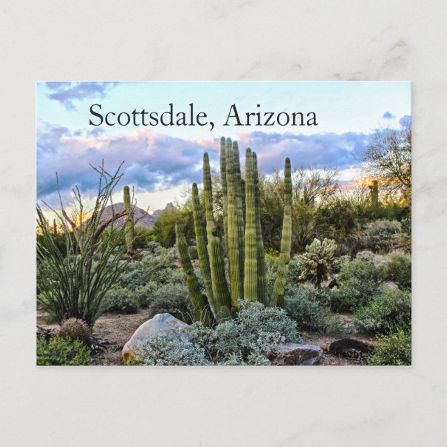 Scottsdale Succulent Sunset Postkarte (Vorderseite)
