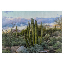 Scottsdale Sukkulter Sonnenuntergang