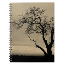 Scraggly Tree Silhouette