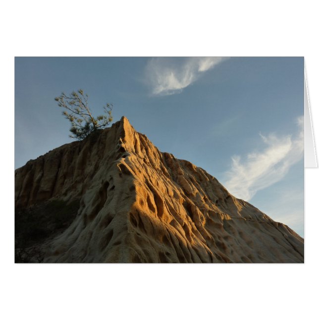 Scraggy Torrey Pine bei Sunset California Coast (Vorderseite (Horizontal))