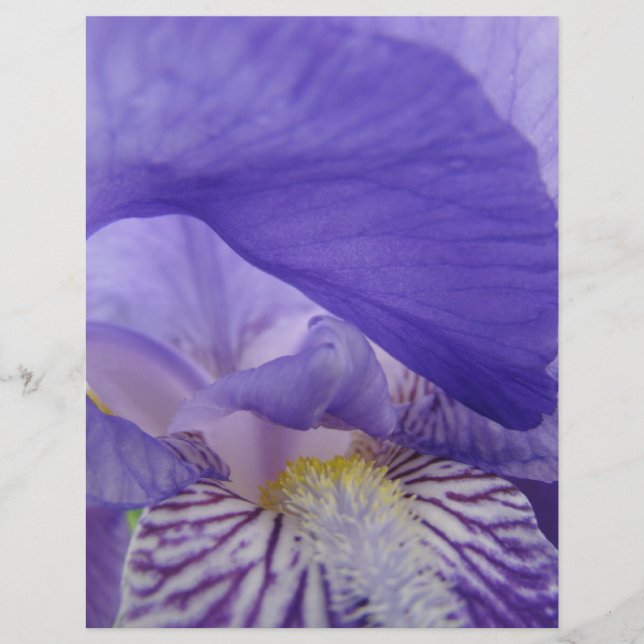 Scrapbook Paper Lila Iris Blume Ire Bloral (Vorderseite)