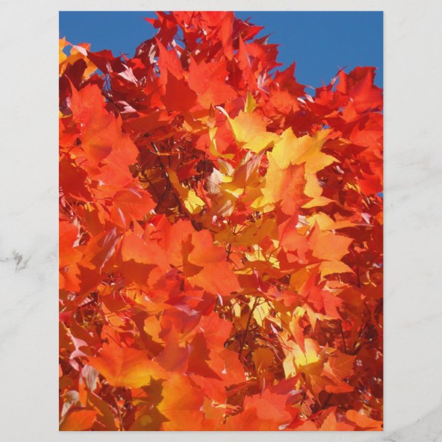 Scrapbooking Papier Herbstthema Halloween Harvest (Vorderseite)