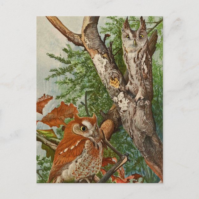 Screech Owl (Farbphasen) Postkarte (Vorderseite)