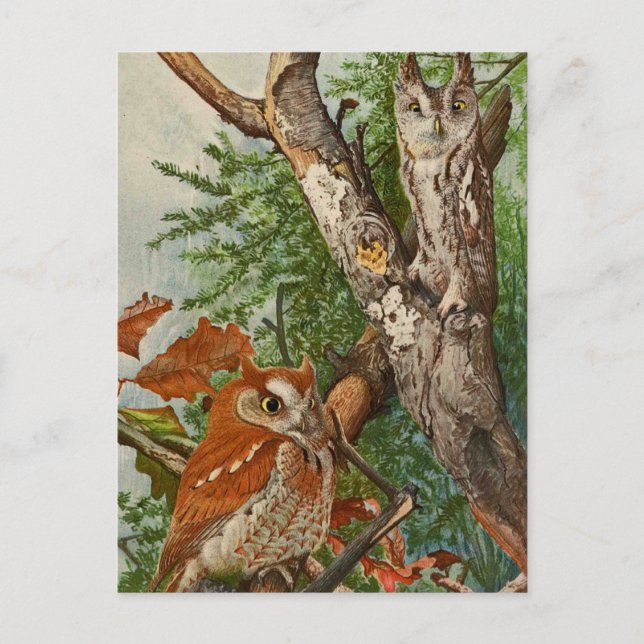 Screech Owl (Farbphasen) Postkarte (Vorderseite)