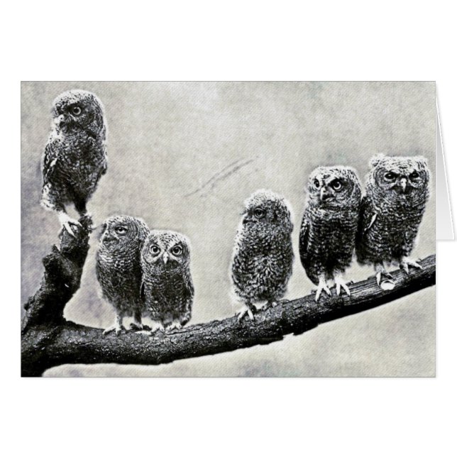 Screech Owls Card (Vorderseite (Horizontal))