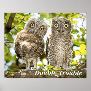 Screech Owls Chicks Poster
