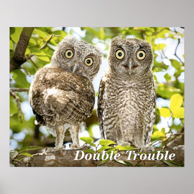 Screech Owls Chicks Poster (Vorne)