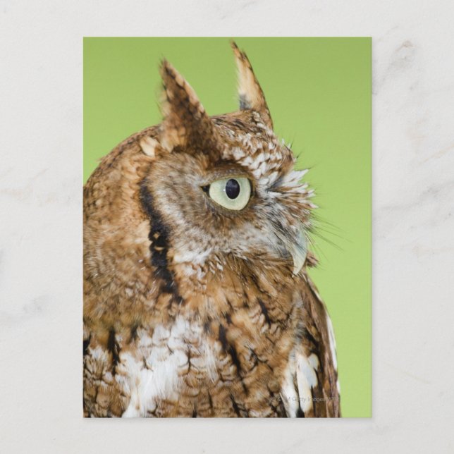 Screech-Uhulportrait Postkarte (Vorderseite)