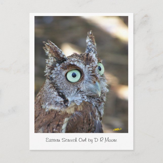 Screening Owl II Postkarte (Vorderseite)
