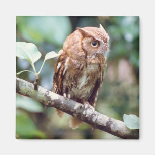 Screening Owl Magnet