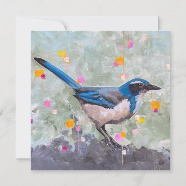 Scrub Jay (Vorderseite)