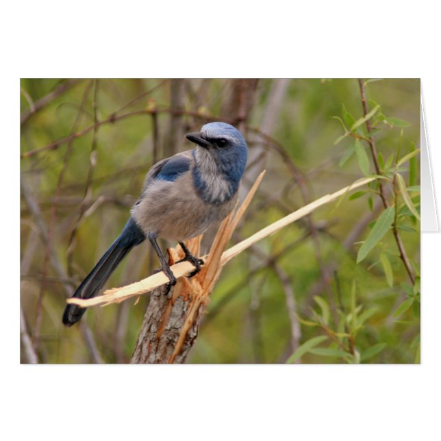 Scrub Jay (Vorderseite (Horizontal))