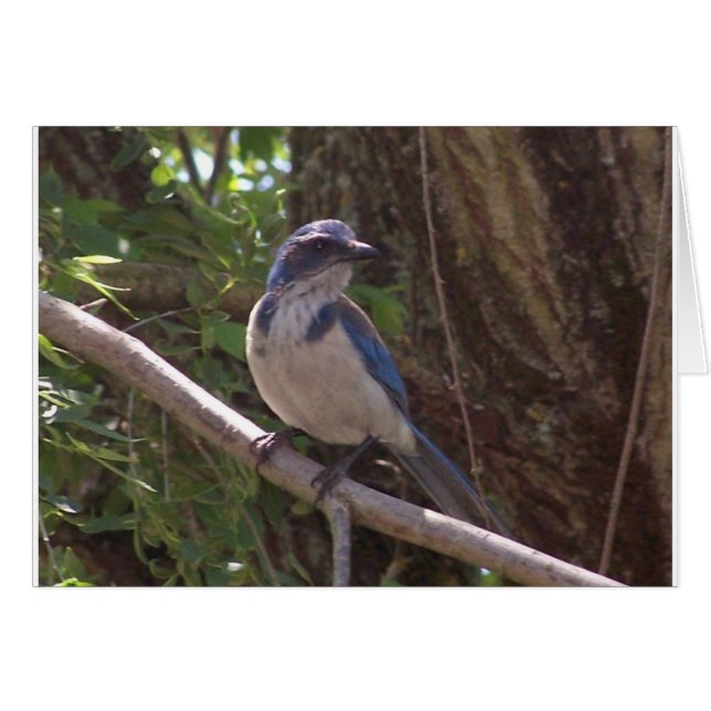 Scrub Jay (Vorderseite (Horizontal))