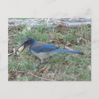 Scrub Jay Finds a Peanut Postkarte