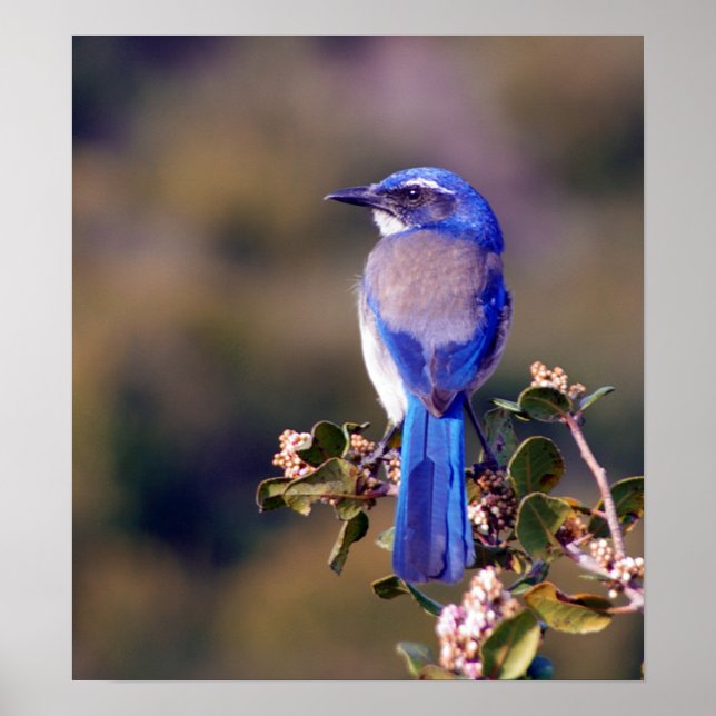 Scrub Jay Poster (Vorne)