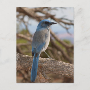 Scrub Jay Postkarte