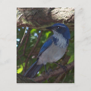 Scrub Jay Postkarte