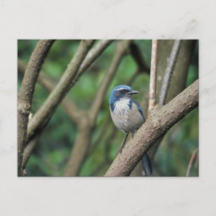 Scrub Jay, Western Postkarte