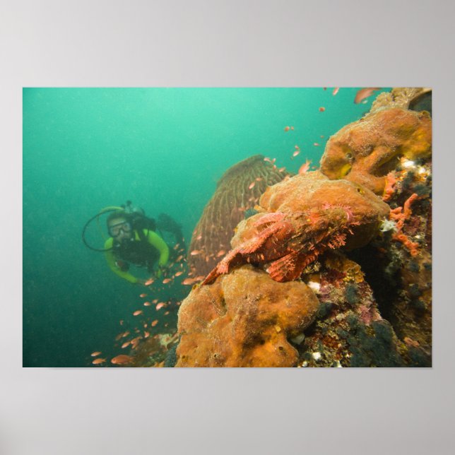 Scuba Diver & Scorpionfish Scorpanopsis Poster (Vorne)